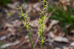 Tripterococcus brunonis