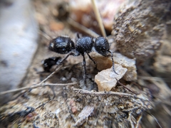 Ephutomorpha macracantha