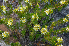Calytrix flavescens