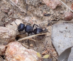 Ephutomorpha macracantha