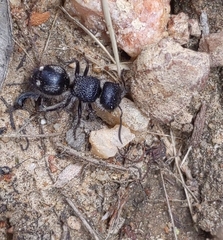 Ephutomorpha macracantha