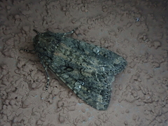 Mamestra brassicae
