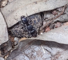 Ephutomorpha macracantha