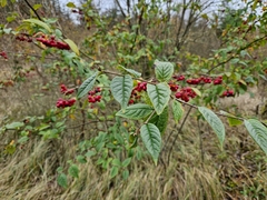Cotoneaster bullatus