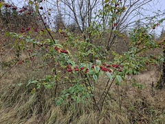 Cotoneaster bullatus