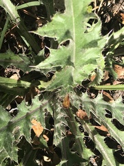 Cirsium horridulum