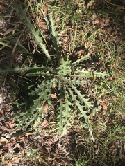 Cirsium horridulum