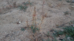 Reseda hookeri