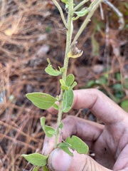 Sericocarpus tortifolius