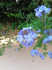 Plumbago