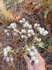 Sericocarpus tortifolius