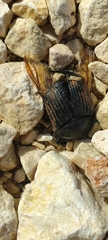 Scarabaeus laticollis