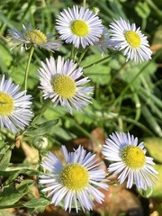 Erigeron annuus
