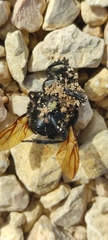 Scarabaeus laticollis