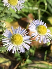 Erigeron annuus