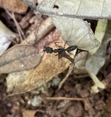 Odontomachus ruficeps