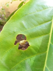 Lepidoptera
