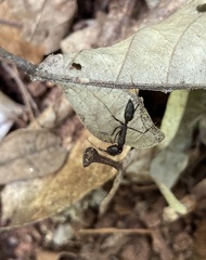 Odontomachus ruficeps