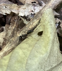 Odontomachus ruficeps