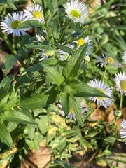 Erigeron annuus
