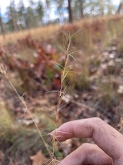 Aristida stricta