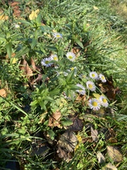 Erigeron annuus