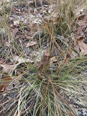 Aristida stricta