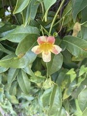 Bignonieae
