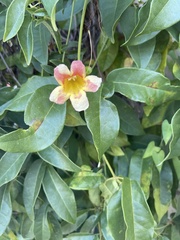 Bignonieae