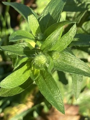 Erigeron annuus