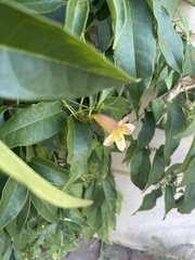 Bignonieae
