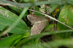 Herpetogramma licarsisalis