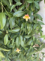 Bignonieae
