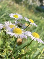 Erigeron annuus