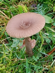 Pseudoclitocybe