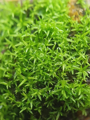 Image of Pseudocrossidium revolutum by no rights reserved