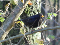 Turdus merula