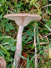 Pseudoclitocybe