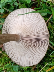 Pseudoclitocybe