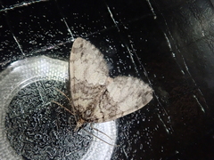 Hydriomena impluviata