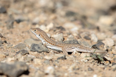 Acanthodactylus boskianus