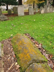 Pseudocrossidium revolutum