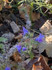 Echium vulgare