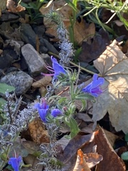 Echium vulgare