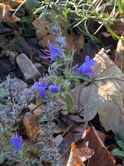Echium vulgare