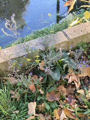 Echium vulgare