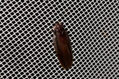Blaberidae