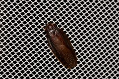 Blaberidae