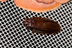 Blaberidae