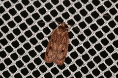Hofmannophila pseudospretella
